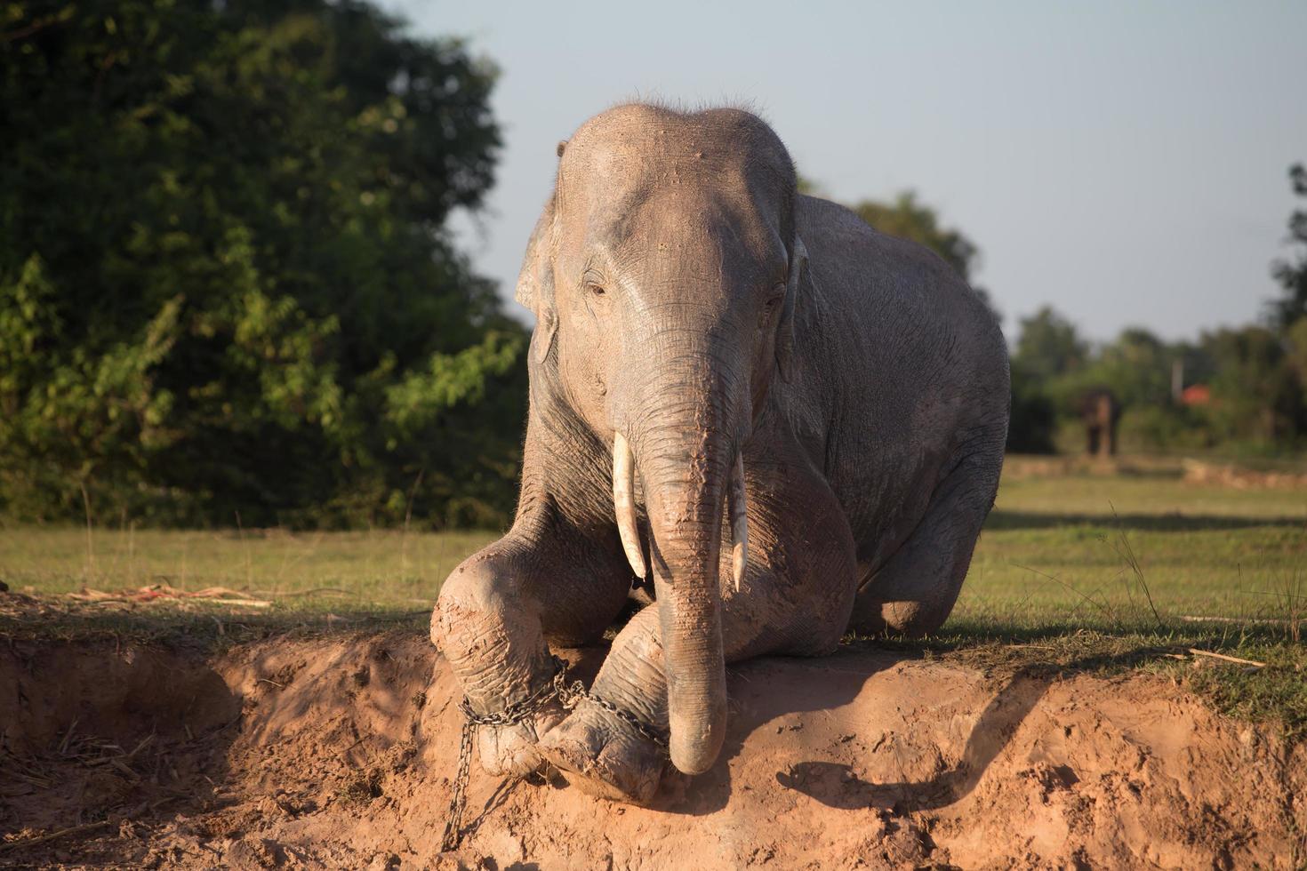 Asia elephant in surin,Thailand photo