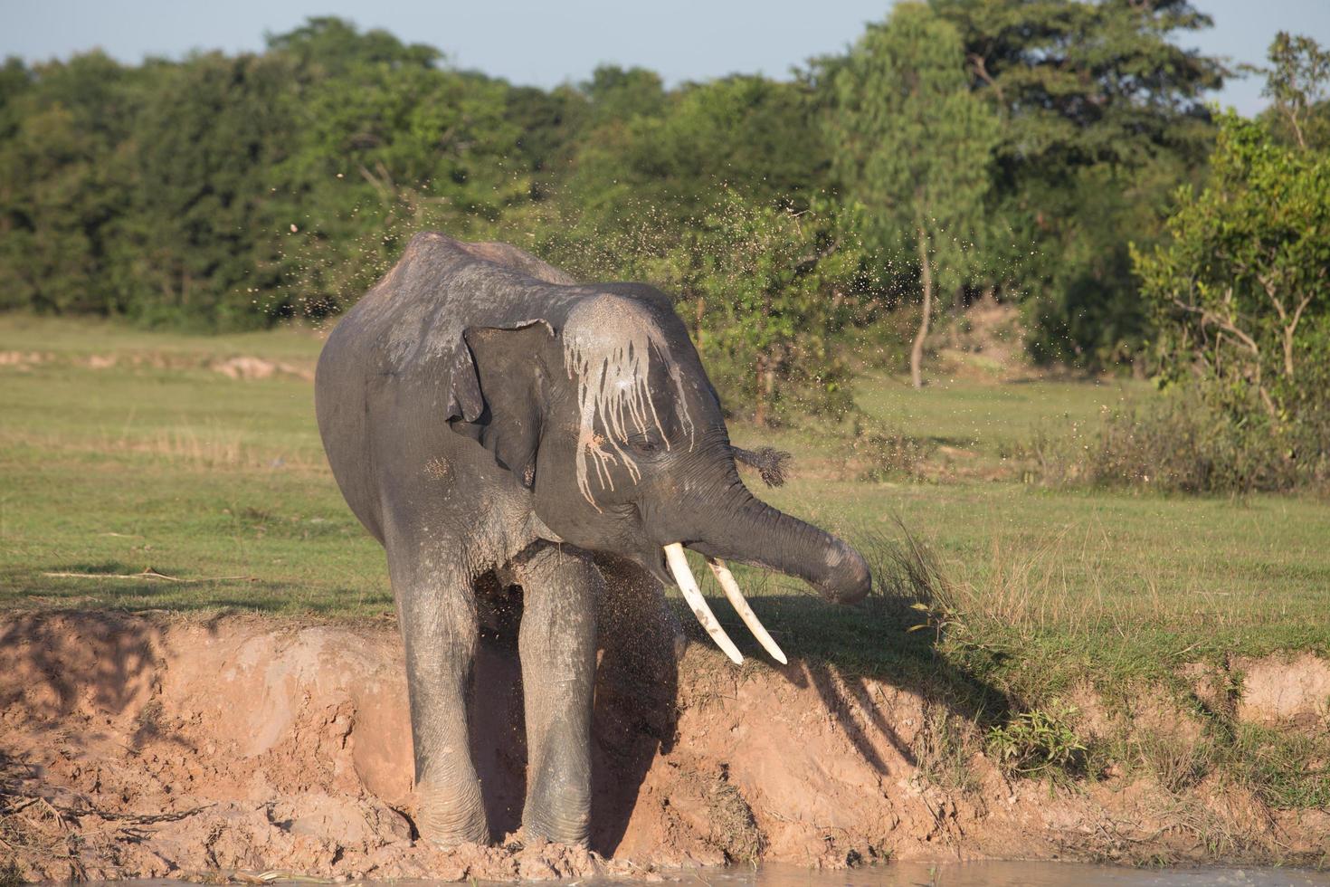 Elephant taking mud bath 12235255 Stock Photo at Vecteezy