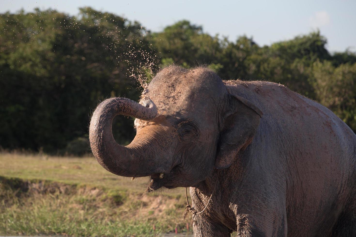 Elephant taking mud bath 12235262 Stock Photo at Vecteezy