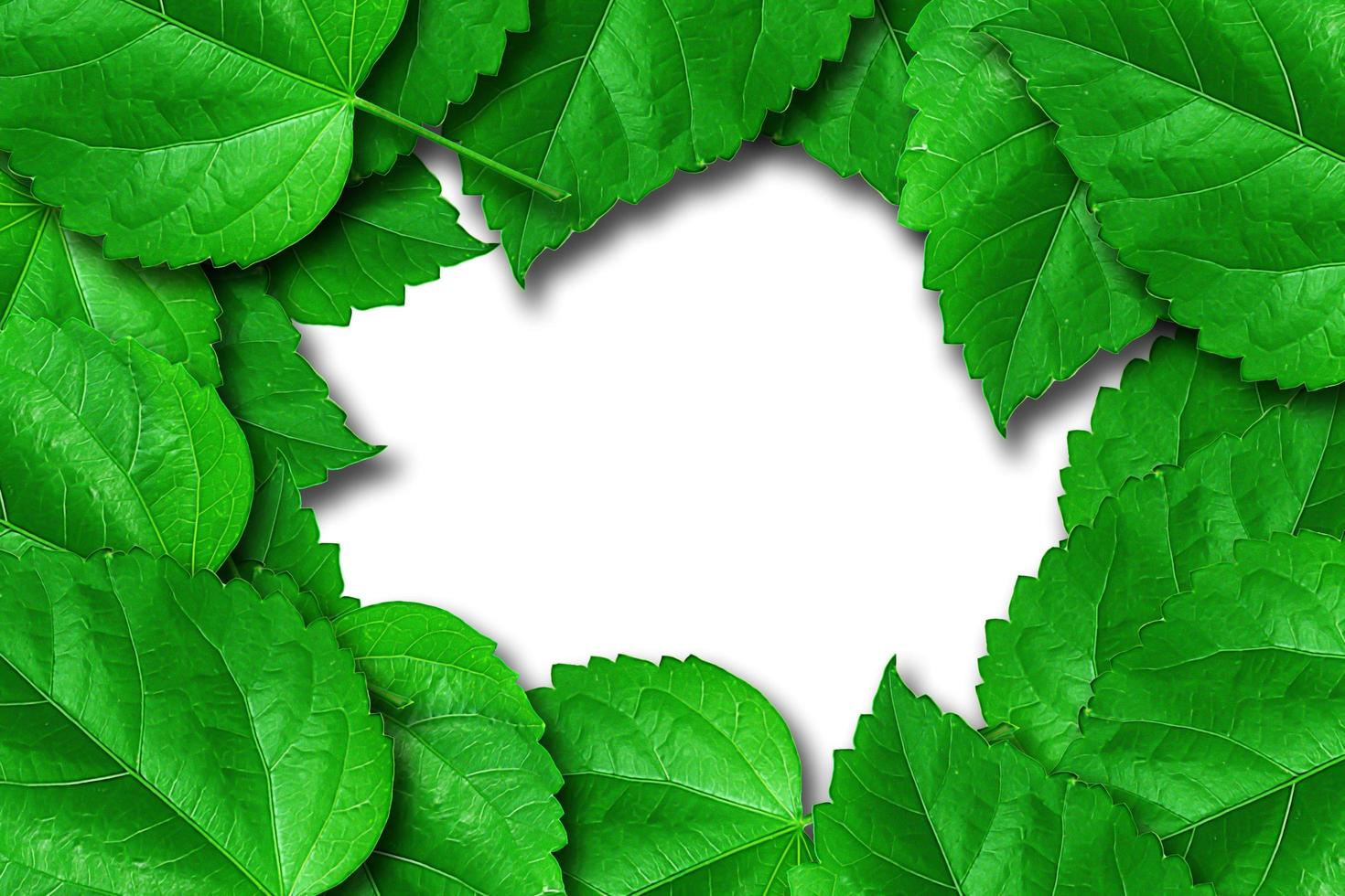 natural green leaf frame on white photo
