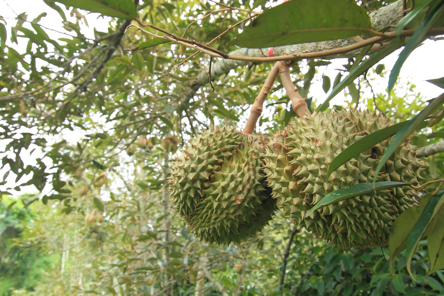 Fresh durians, the king of fruit on the tree photo