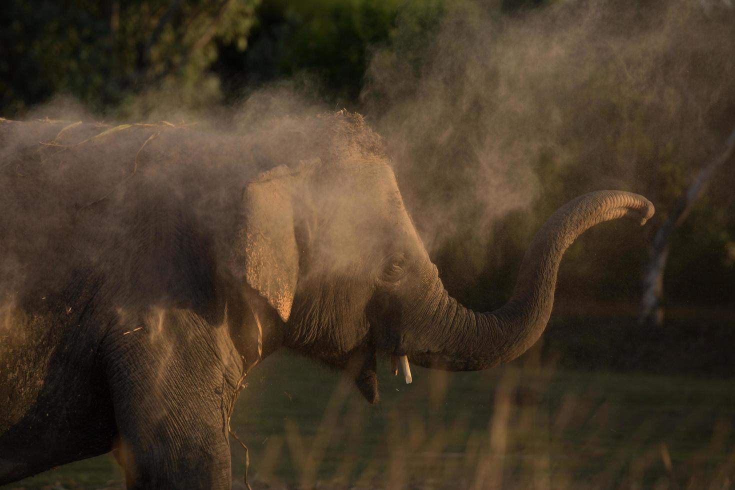 Elephant takes a dust bath 12235582 Stock Photo at Vecteezy