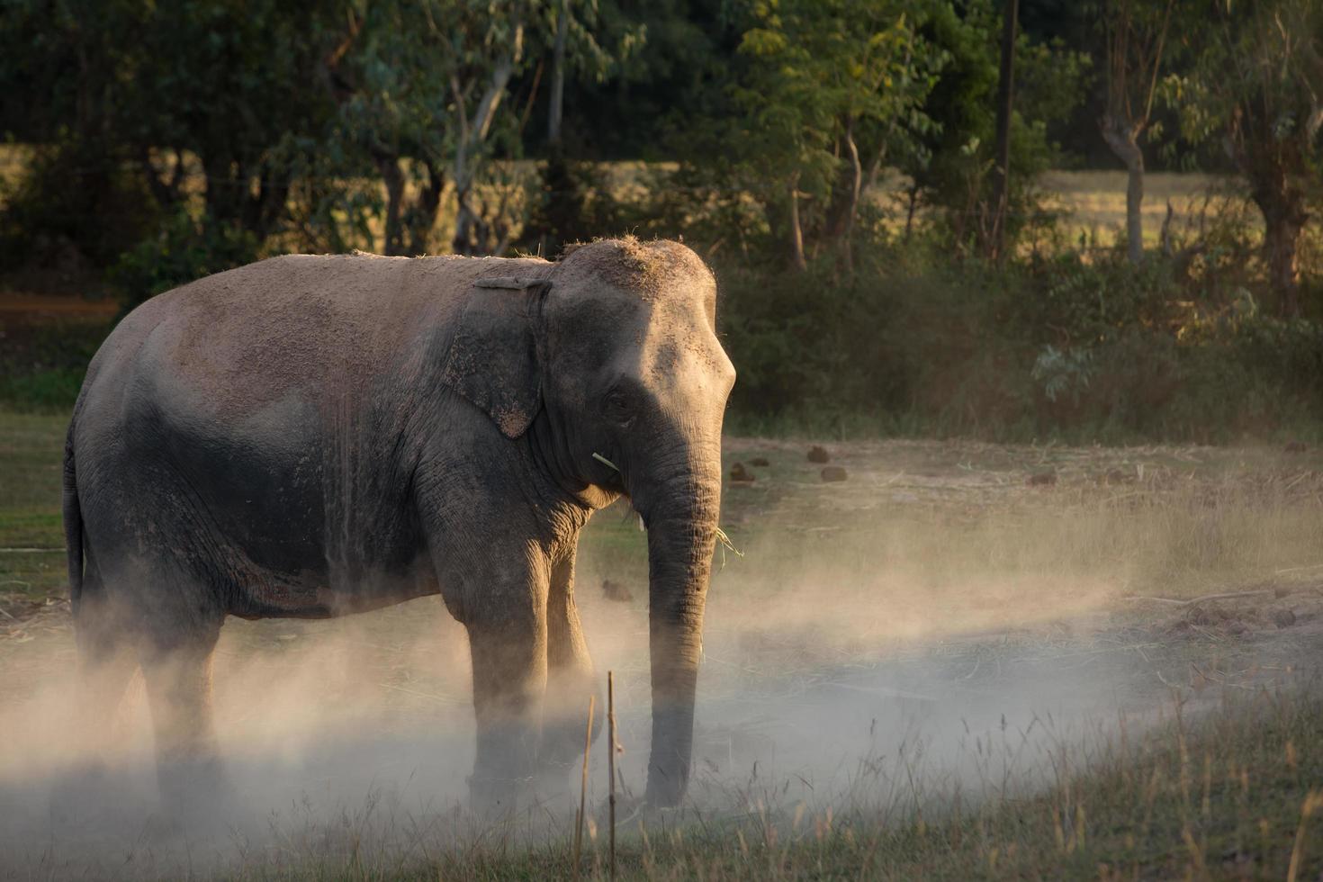 Elephant takes a dust bath 12235583 Stock Photo at Vecteezy