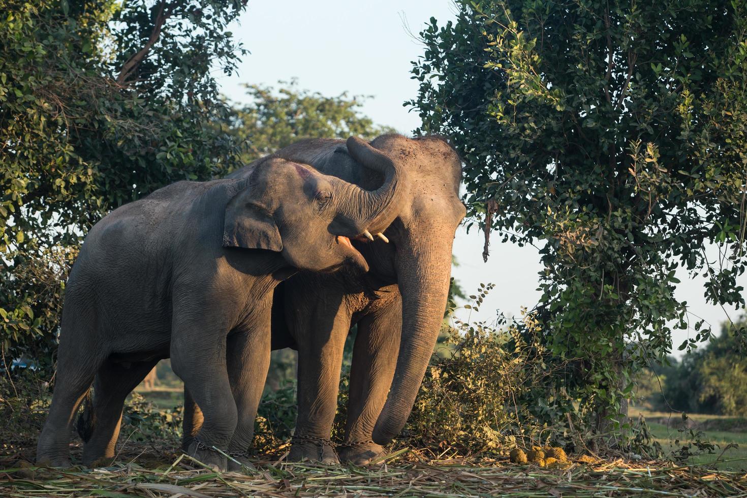 Asia elephant in surin,Thailand photo