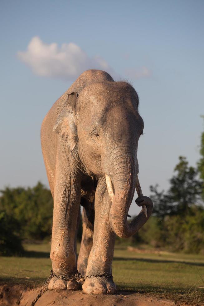 elefante asiático en surin, tailandia foto