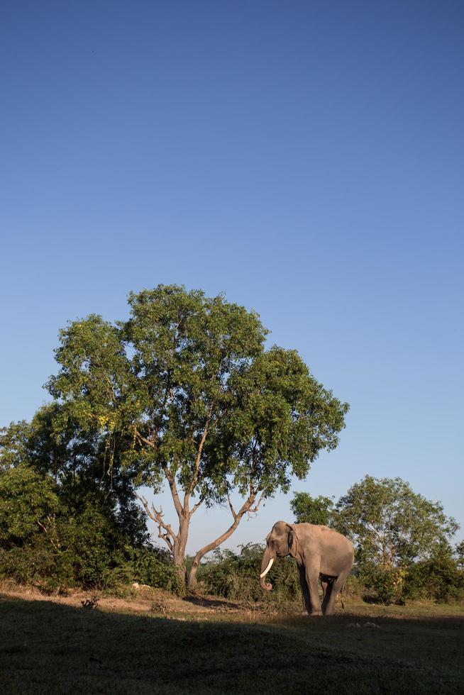 elefante asiático en surin, tailandia foto