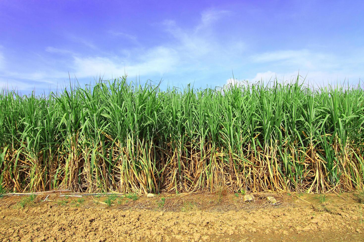 Sugarcane in Thailand photo