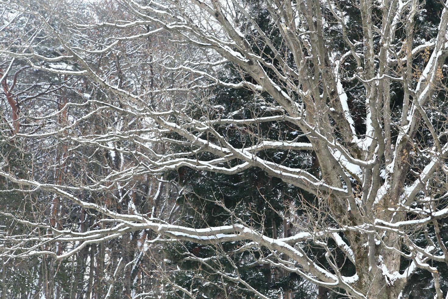 Snowfall in the winter park photo