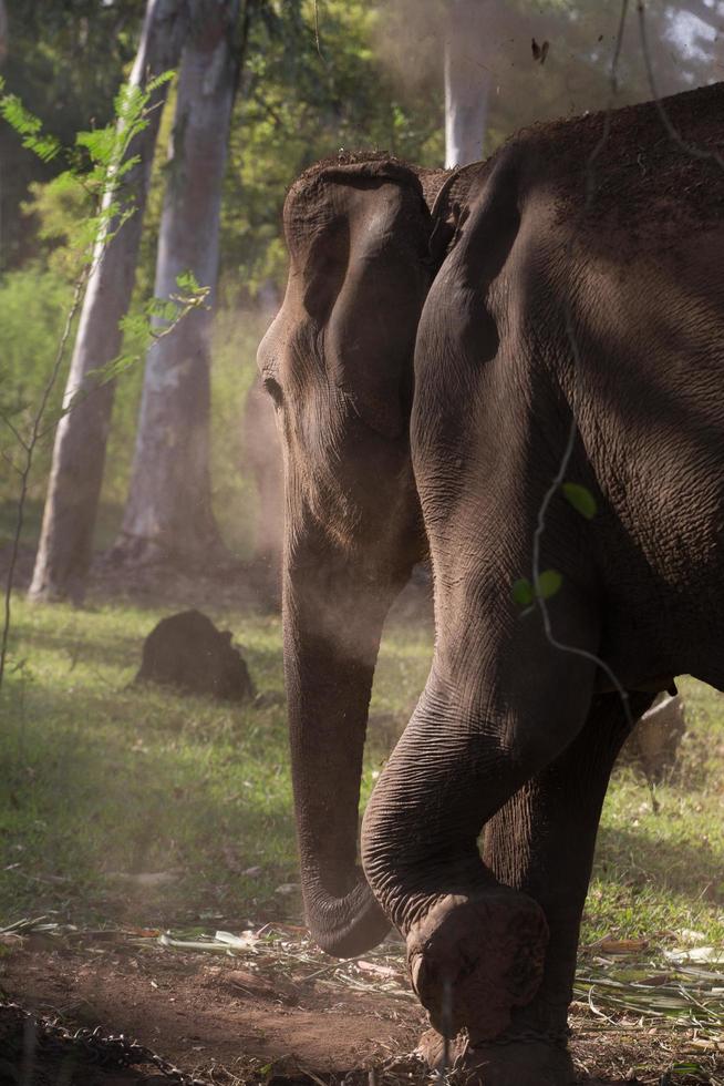 elefante asiático en surin, tailandia foto
