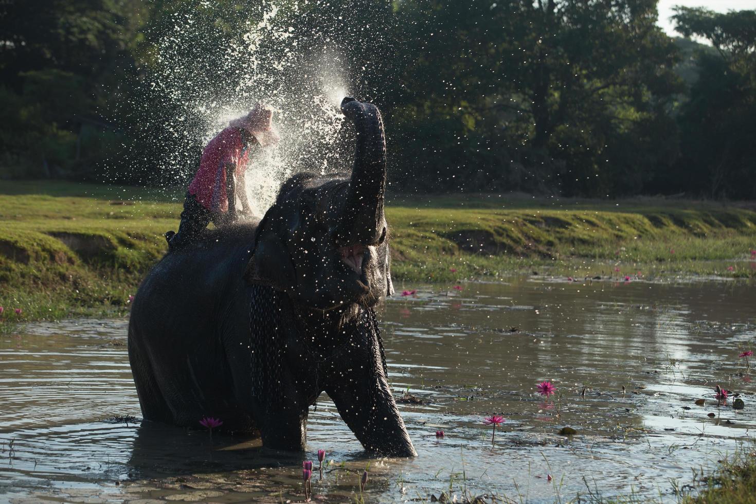 gran elefante bañándose en el río y rociándose con agua, guiado por su manejador foto