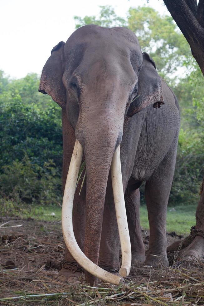 Asia elephant in surin,Thailand photo