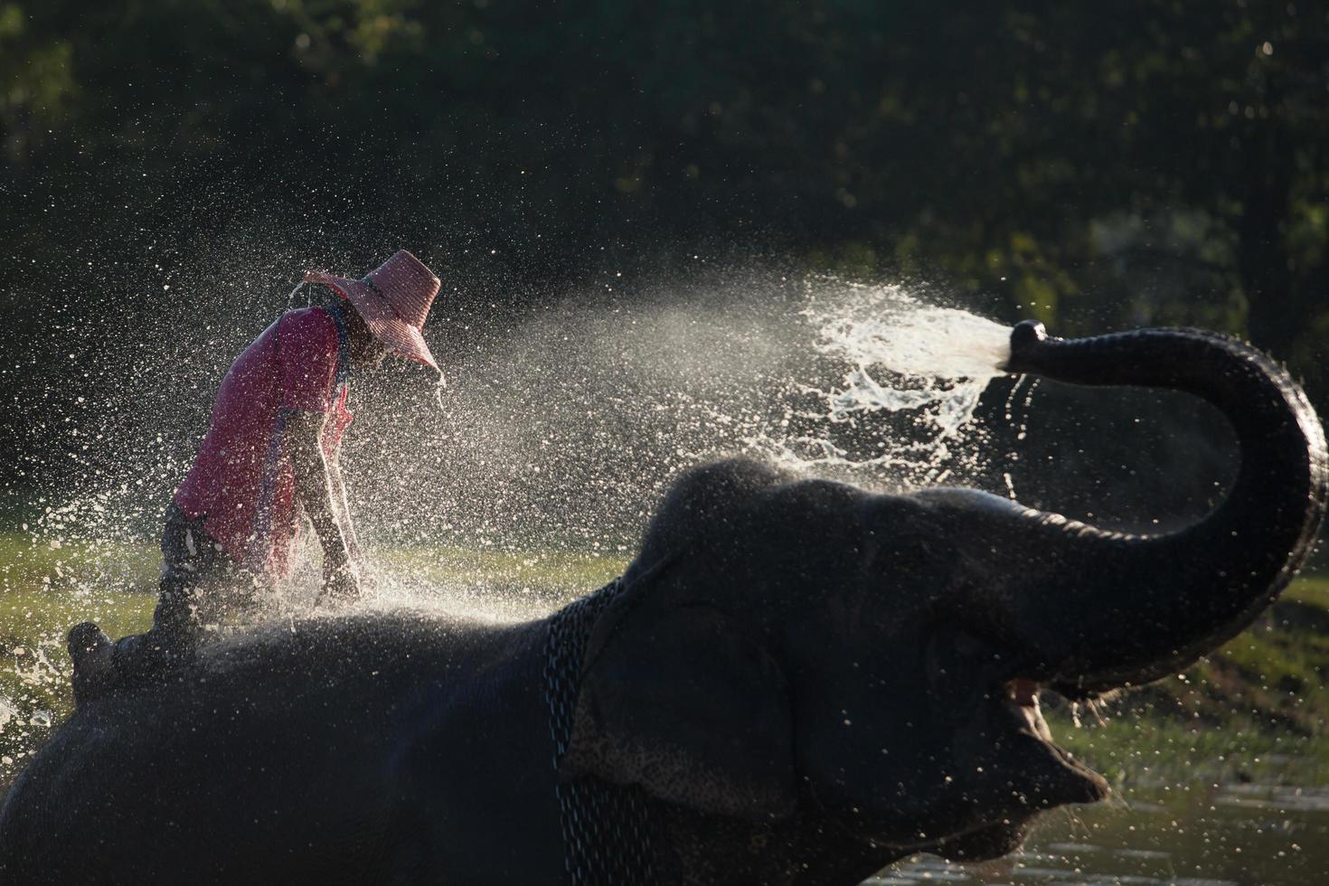 gran elefante bañándose en el río y rociándose con agua, guiado por su manejador foto