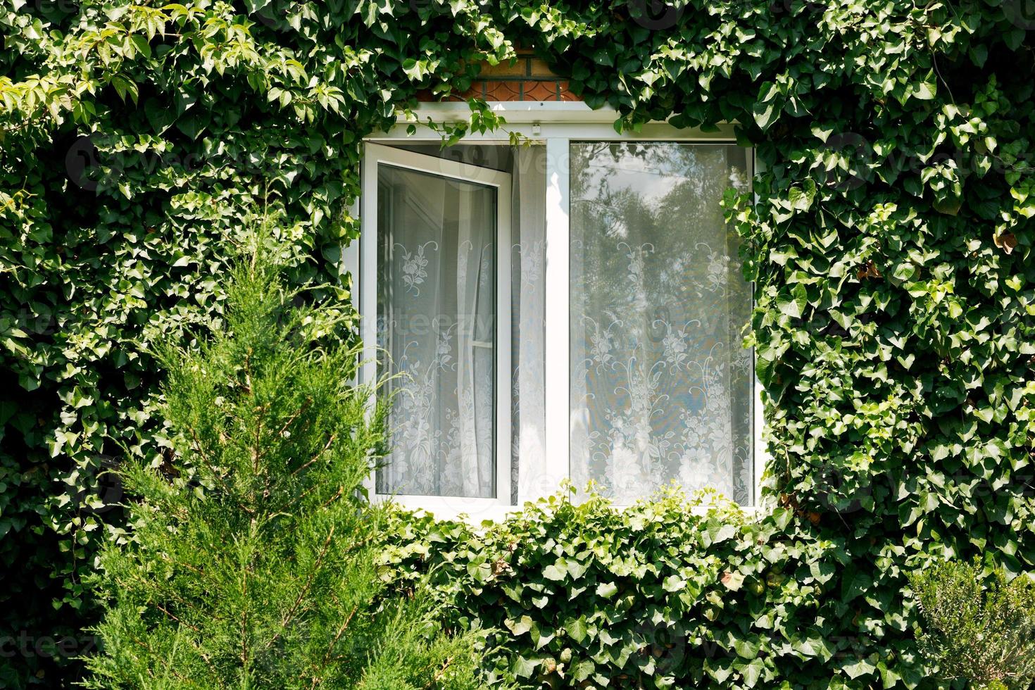 green ivy around new open window photo