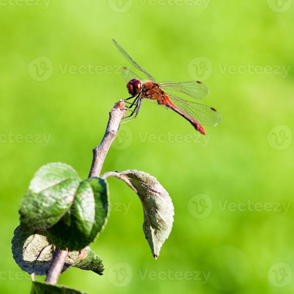 libélula roja en rama foto