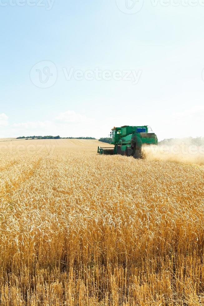 harvesting ripe wheat in caucasus region photo