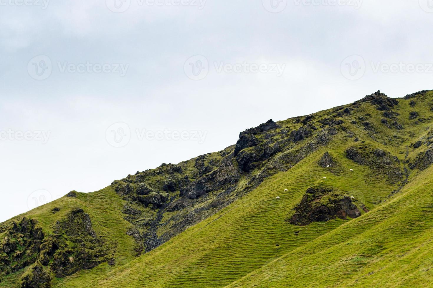 pendiente de montaña verde con ovejas islandesas foto