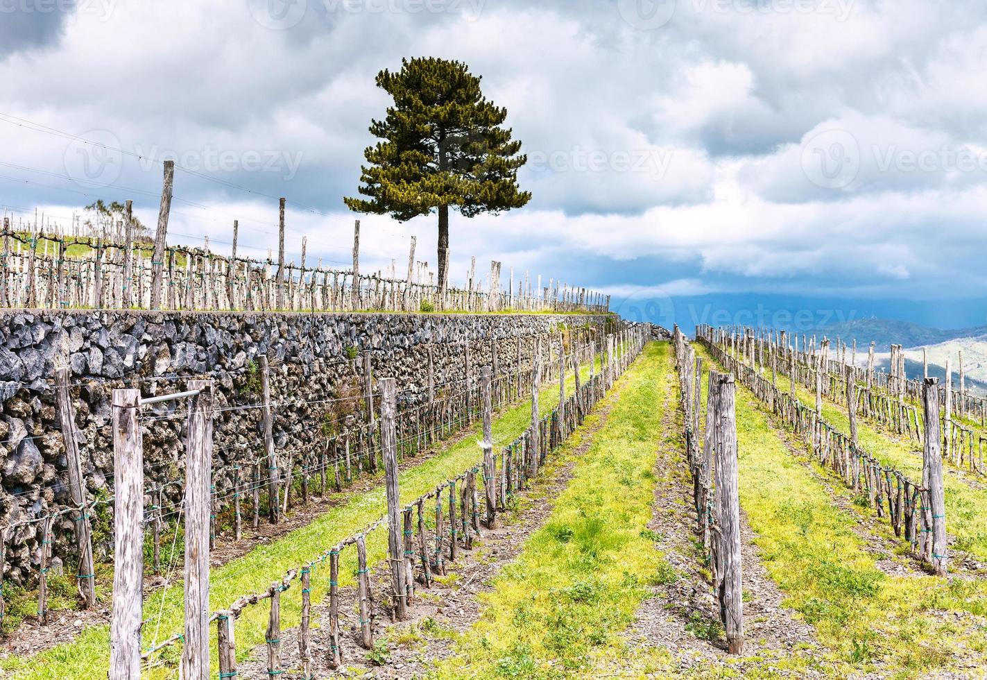 viñedo vacío en la región agraria del etna en primavera foto