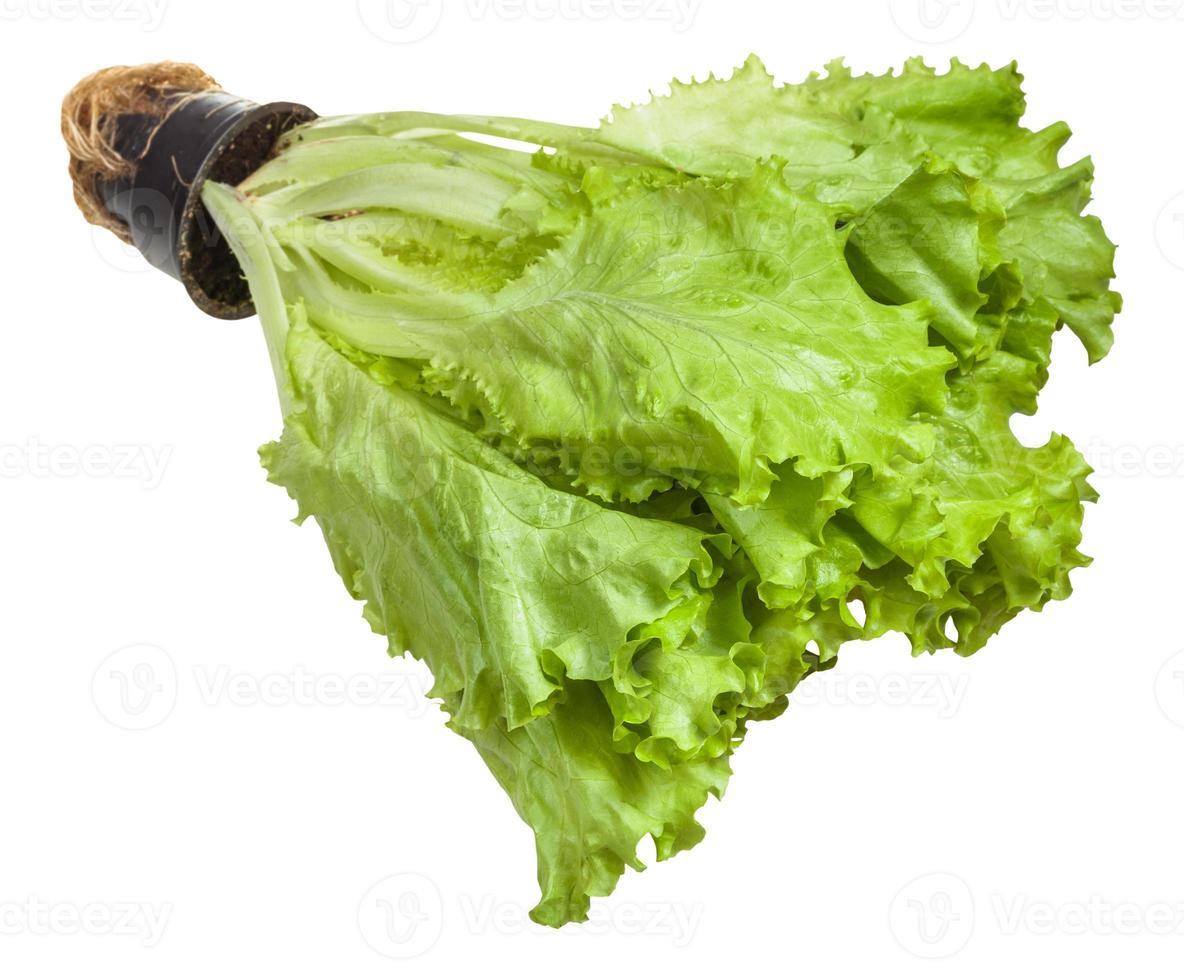 green leaf lettuce cultivated in pot isolated photo