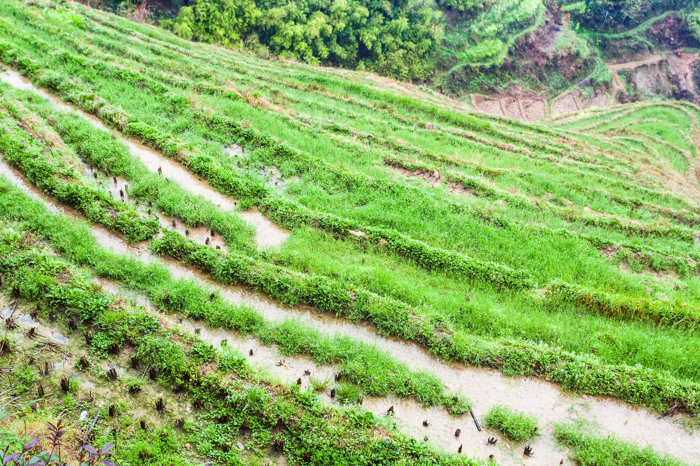 above view of rice beds on terraced gardens 12239130 Stock Photo at