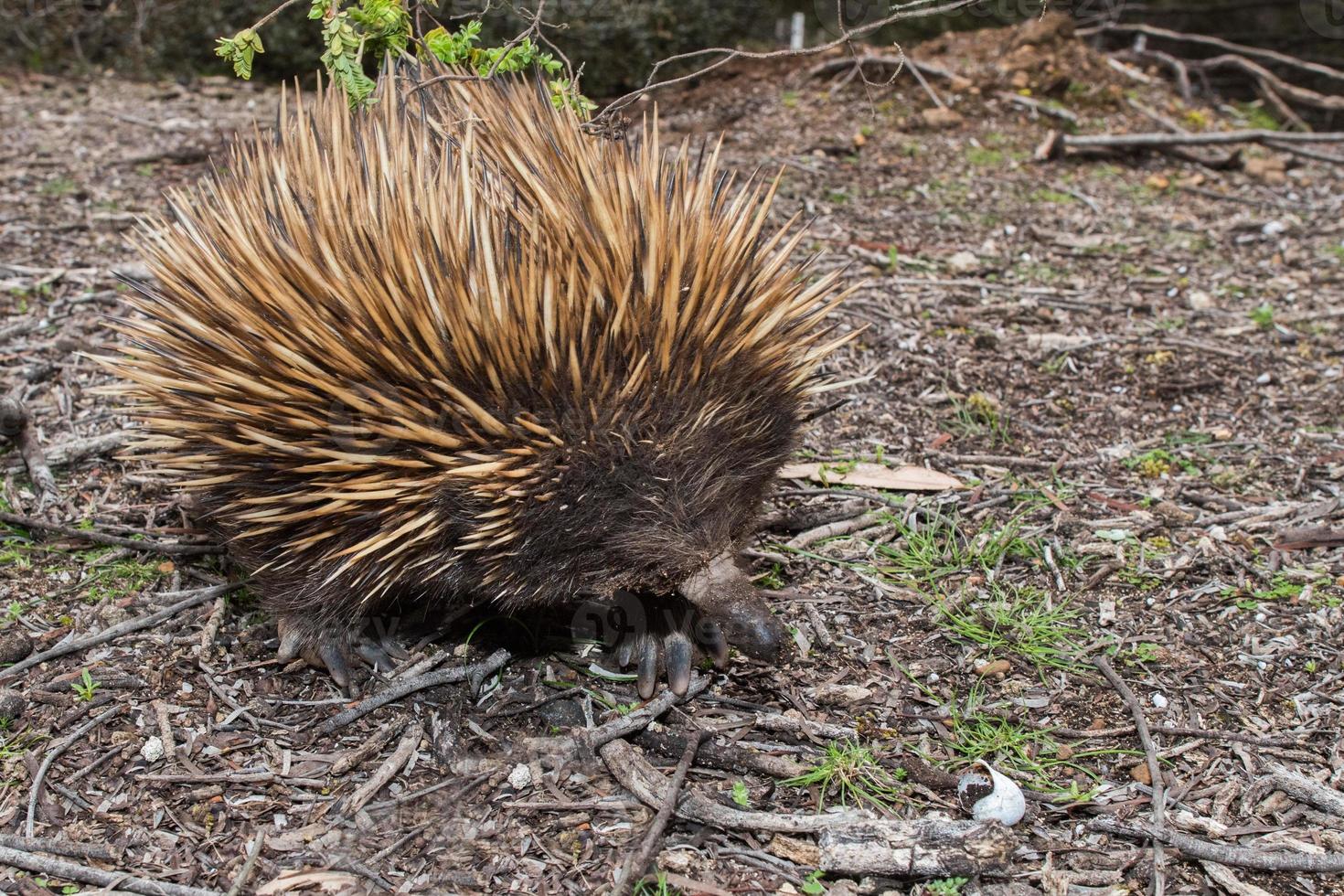 equidna animal endémico australiano foto