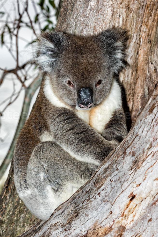 Wild koala on a tree while looking at you photo