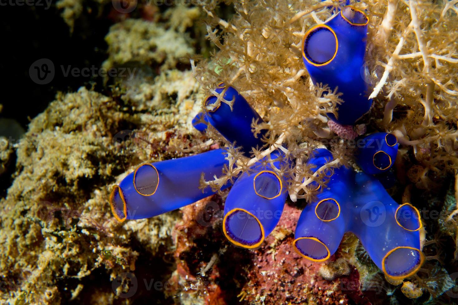 una colorida macro de coral azul en cebu filipinas foto