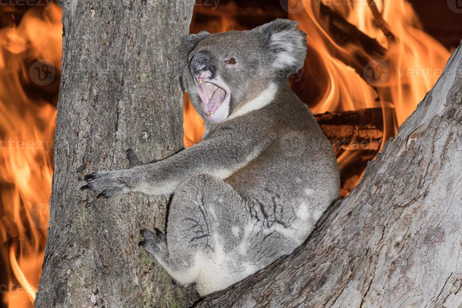 koala gritando y llorando en un incendio forestal en australia foto