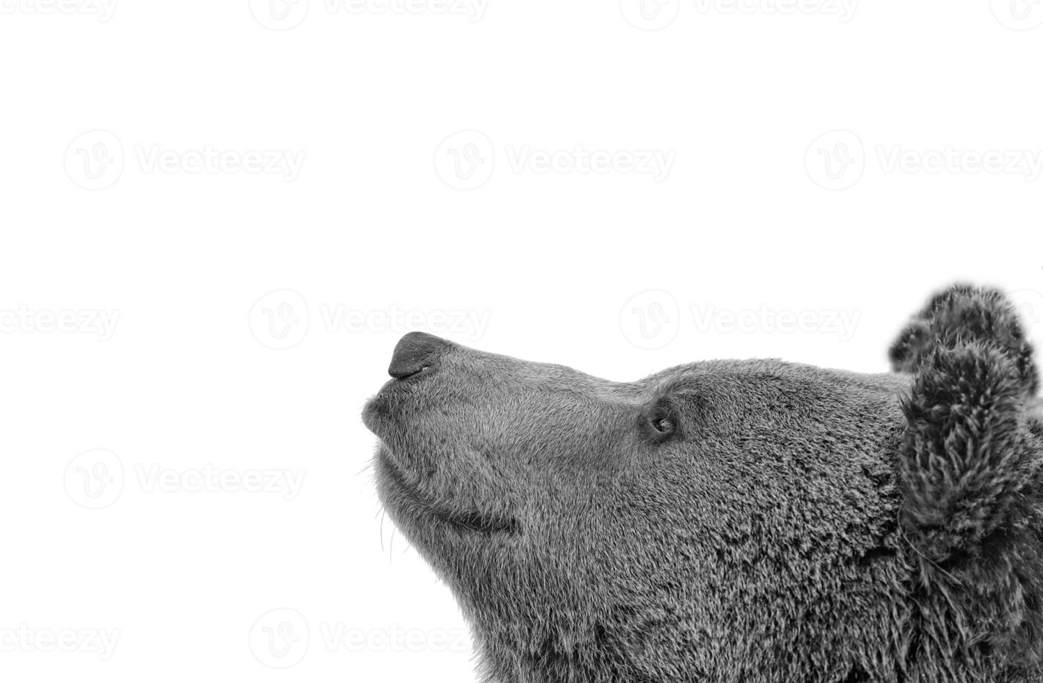 Black bear brown grizzly portrait in the snow while looking at you photo