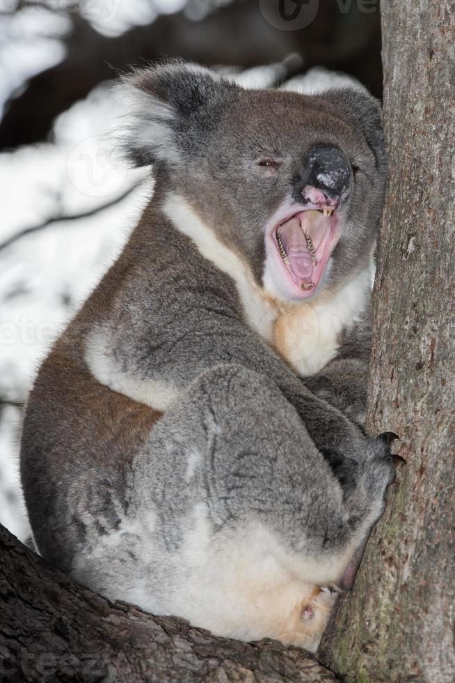 Wild koala on a tree while yawning photo