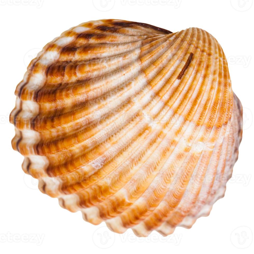 bivalvia mollusk shell isolated on white photo
