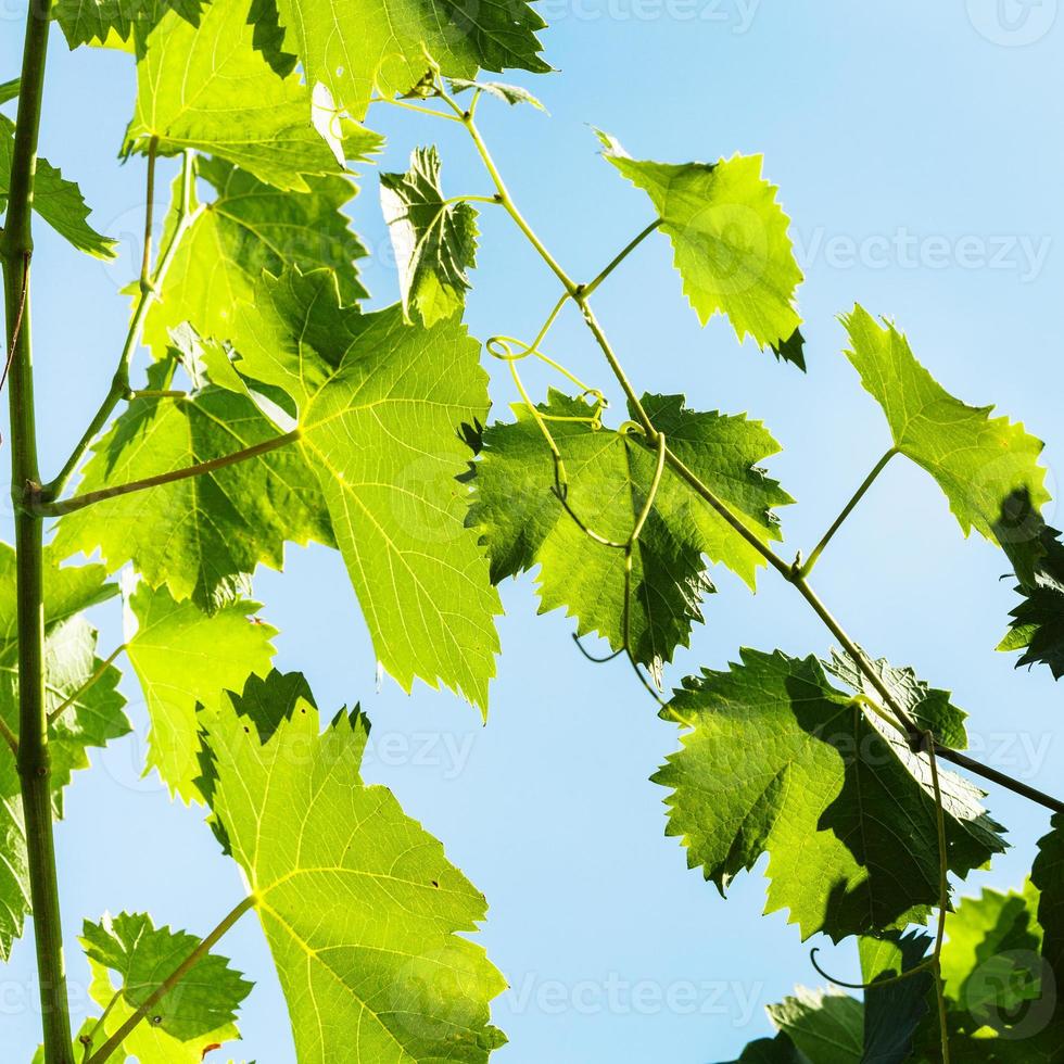 hojas verdes de uva y fondo de cielo azul foto