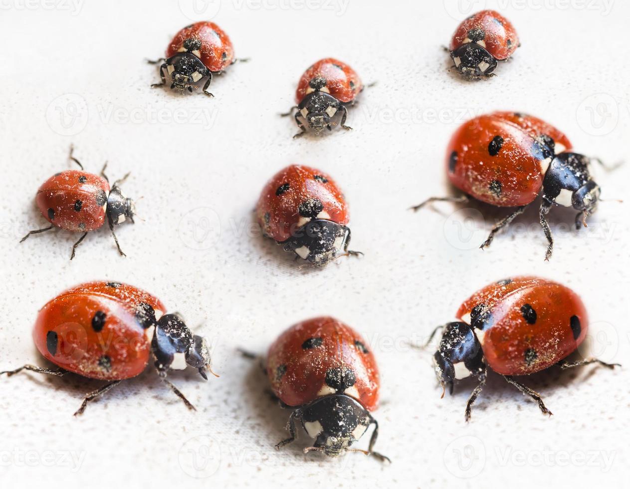 set of ladybugs after hibernation in indoor photo