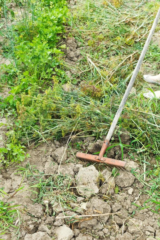 gathering cut grass by rake in garden photo