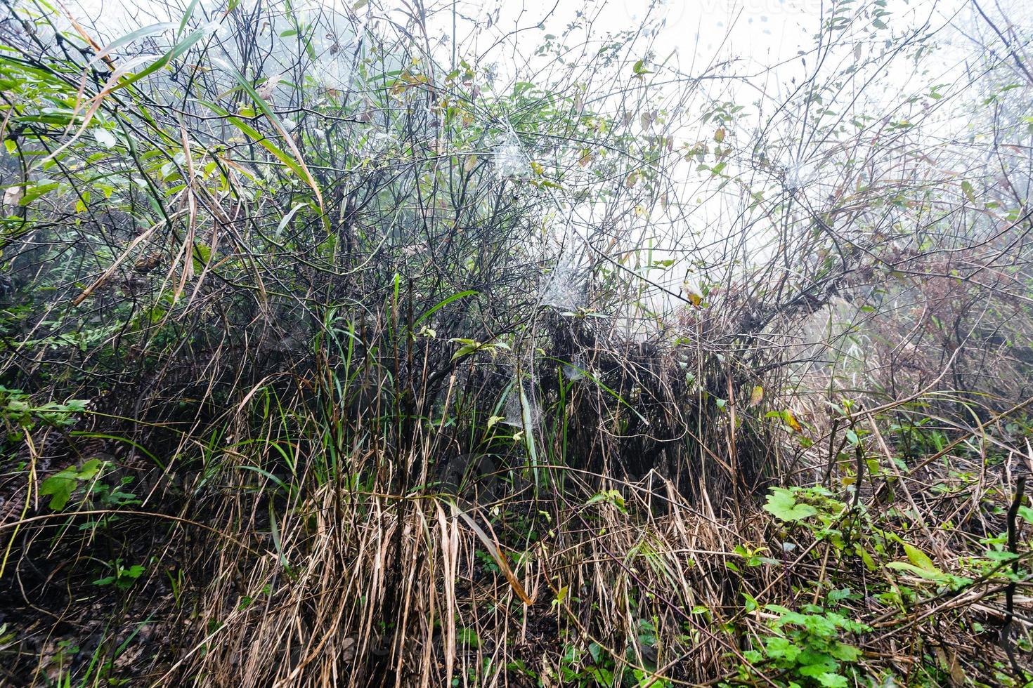 wet bushes in rainforest in misty spring day photo