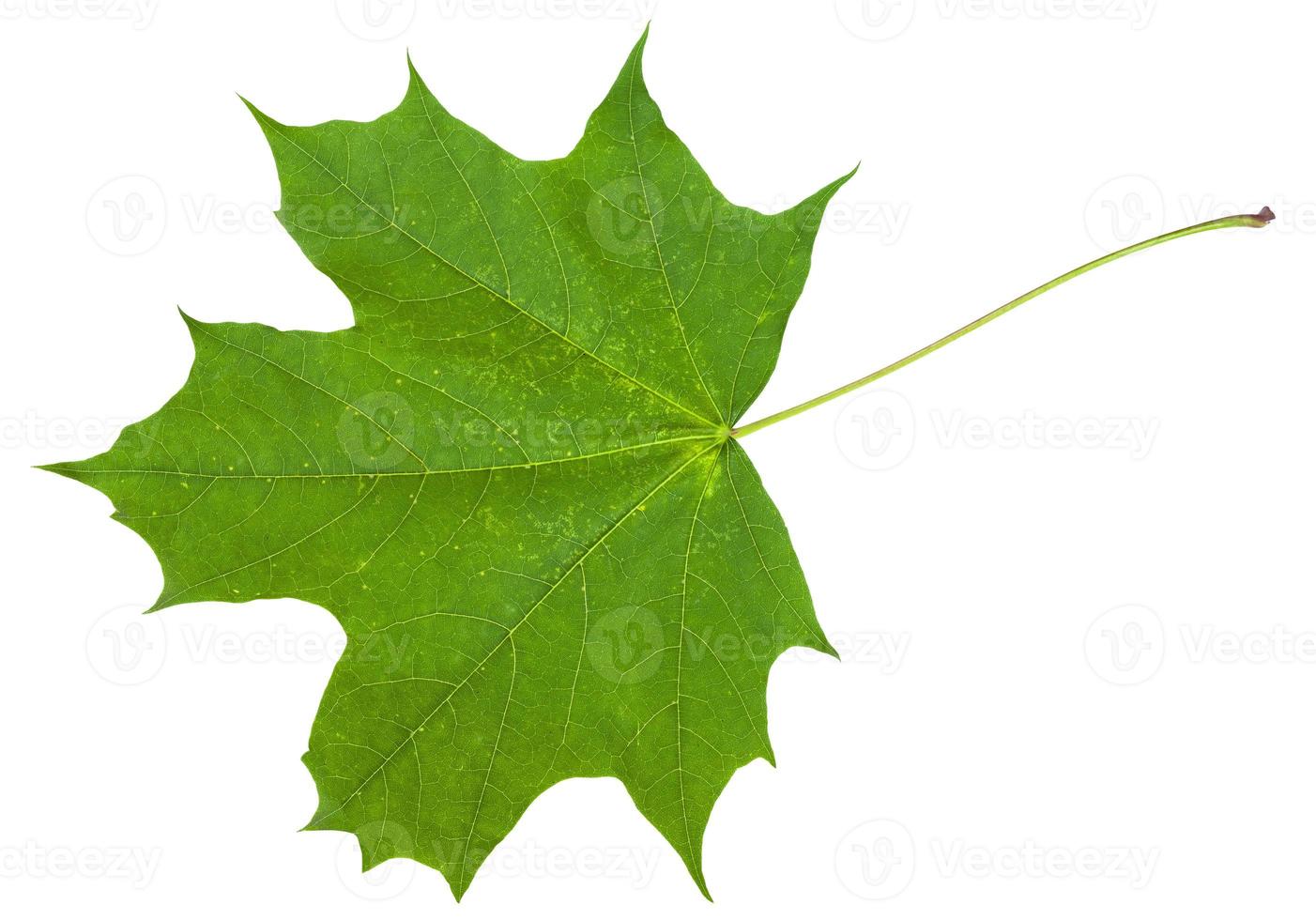 hoja de árbol de arce acer platanoides aislado foto