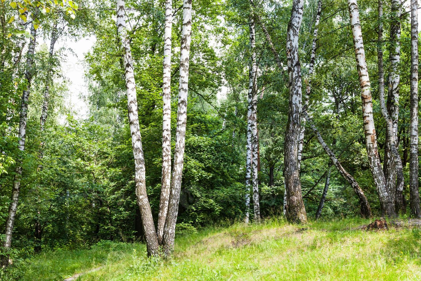 birch grove in forest in summer photo