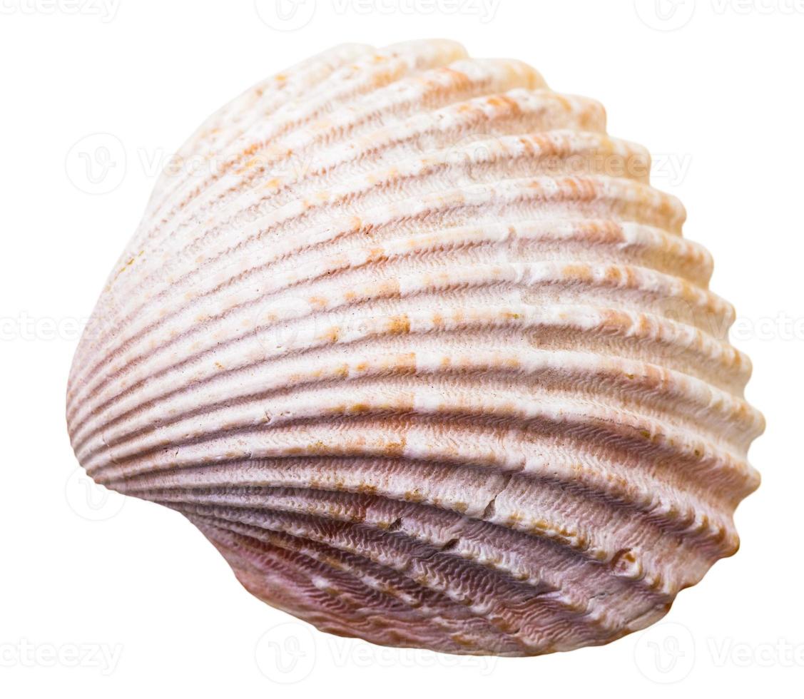 concha de molusco de almeja marina aislada en blanco foto