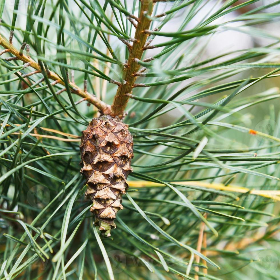 pinecone on tree photo