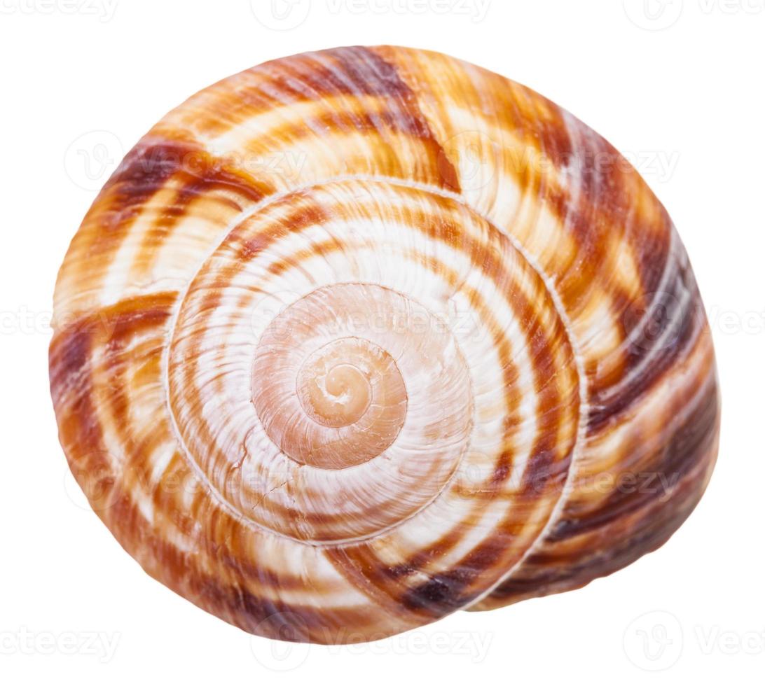 spiral mollusc shell of land snail isolated photo
