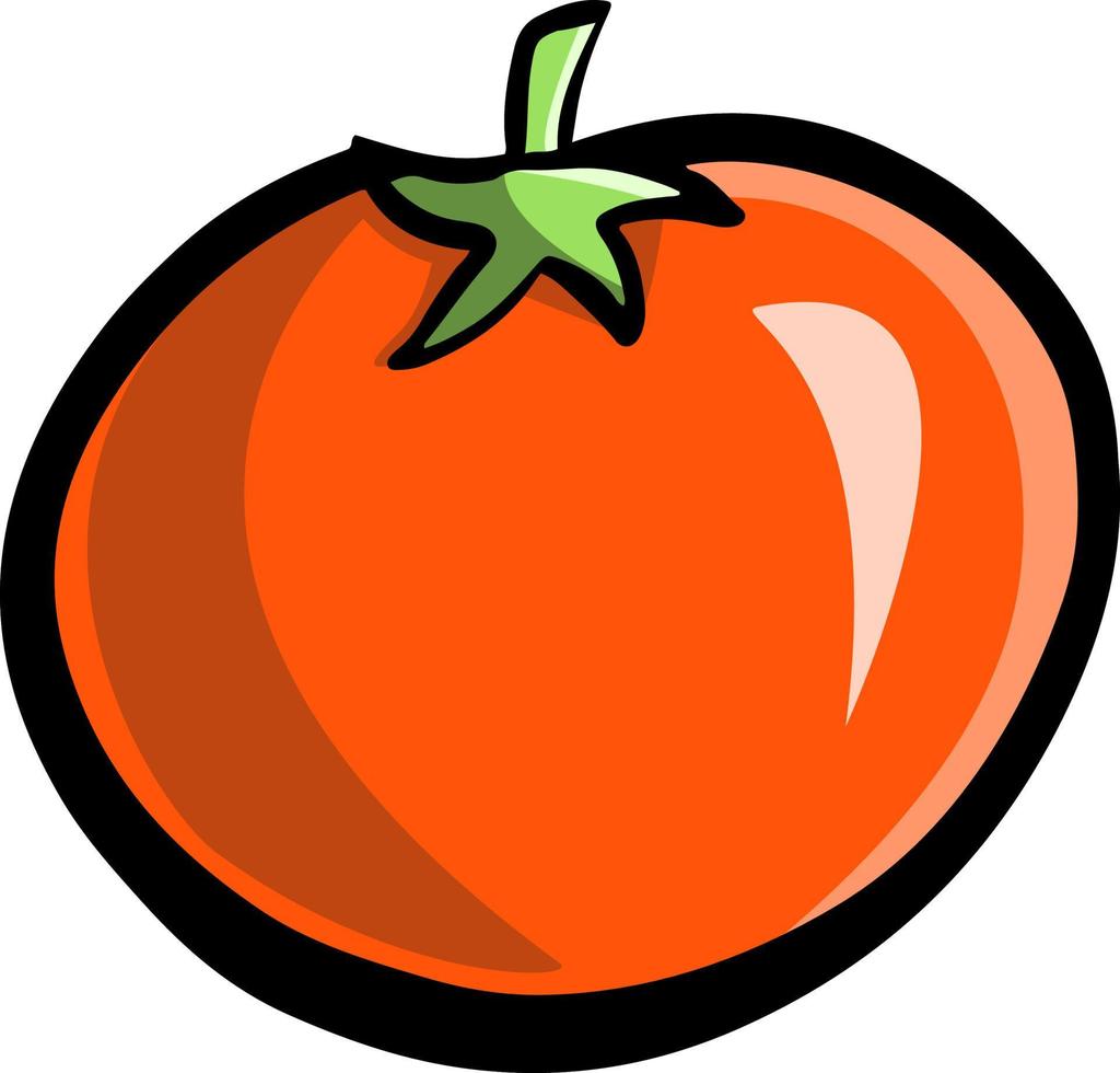 tomato fruit illustration vector