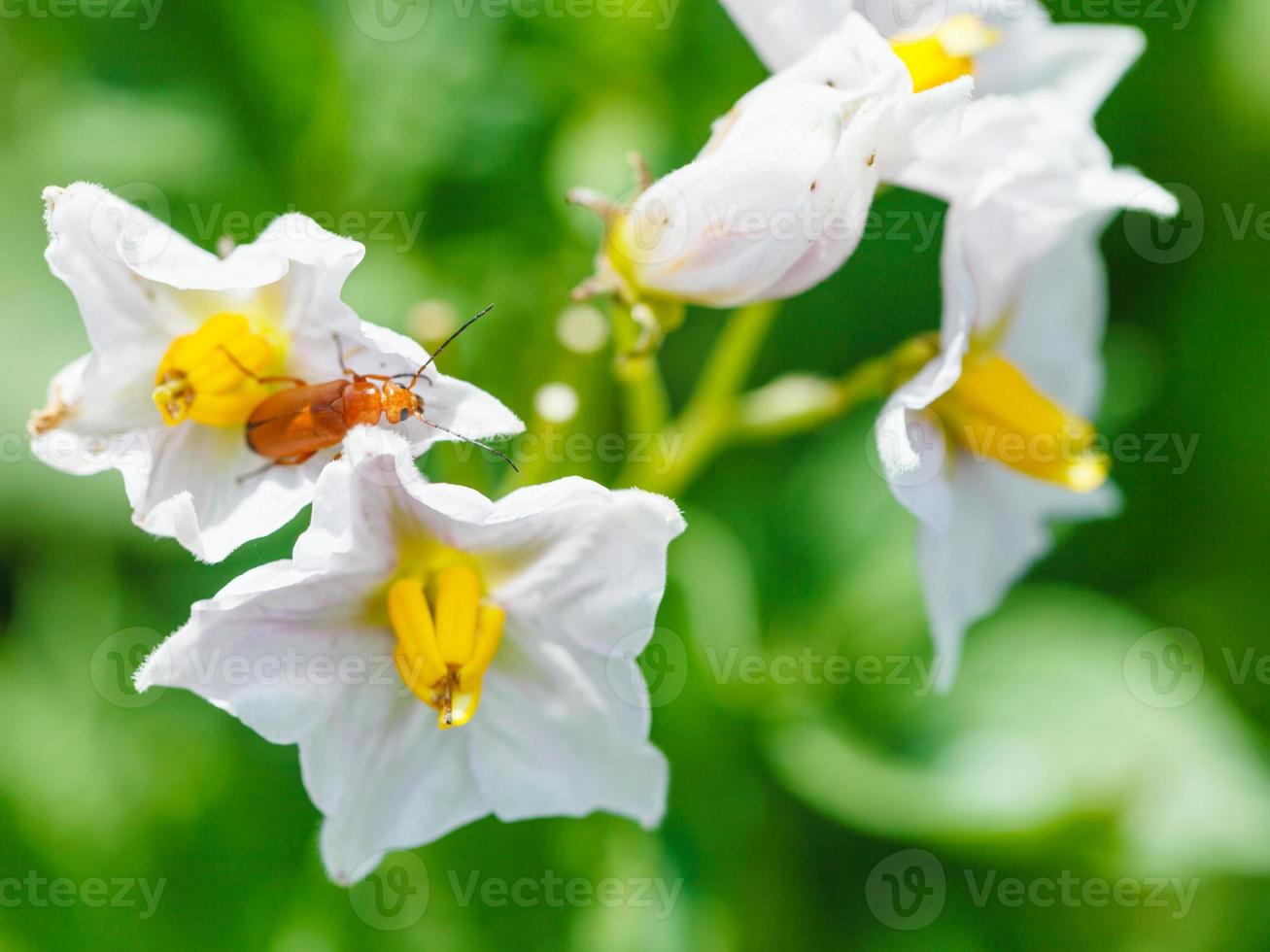 soldier beetle in potato flower photo