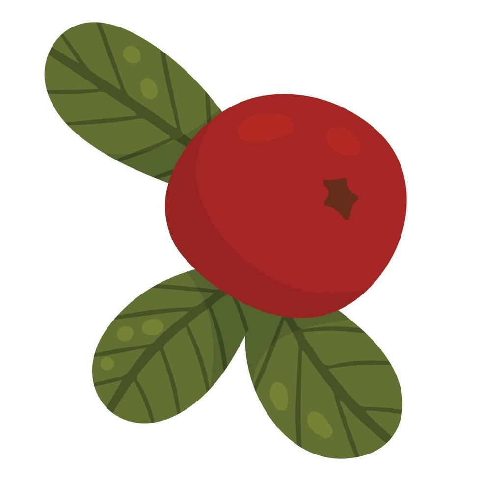 Lingonberry, cranberries, wild berries. Autumn design element. Vector illustration, cartoon style