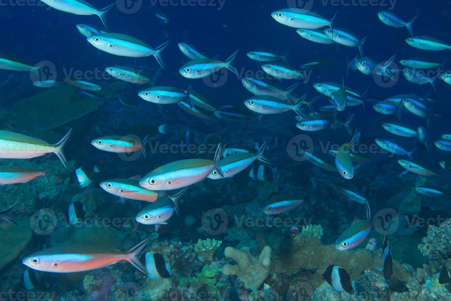 dentro de un banco de peces foto