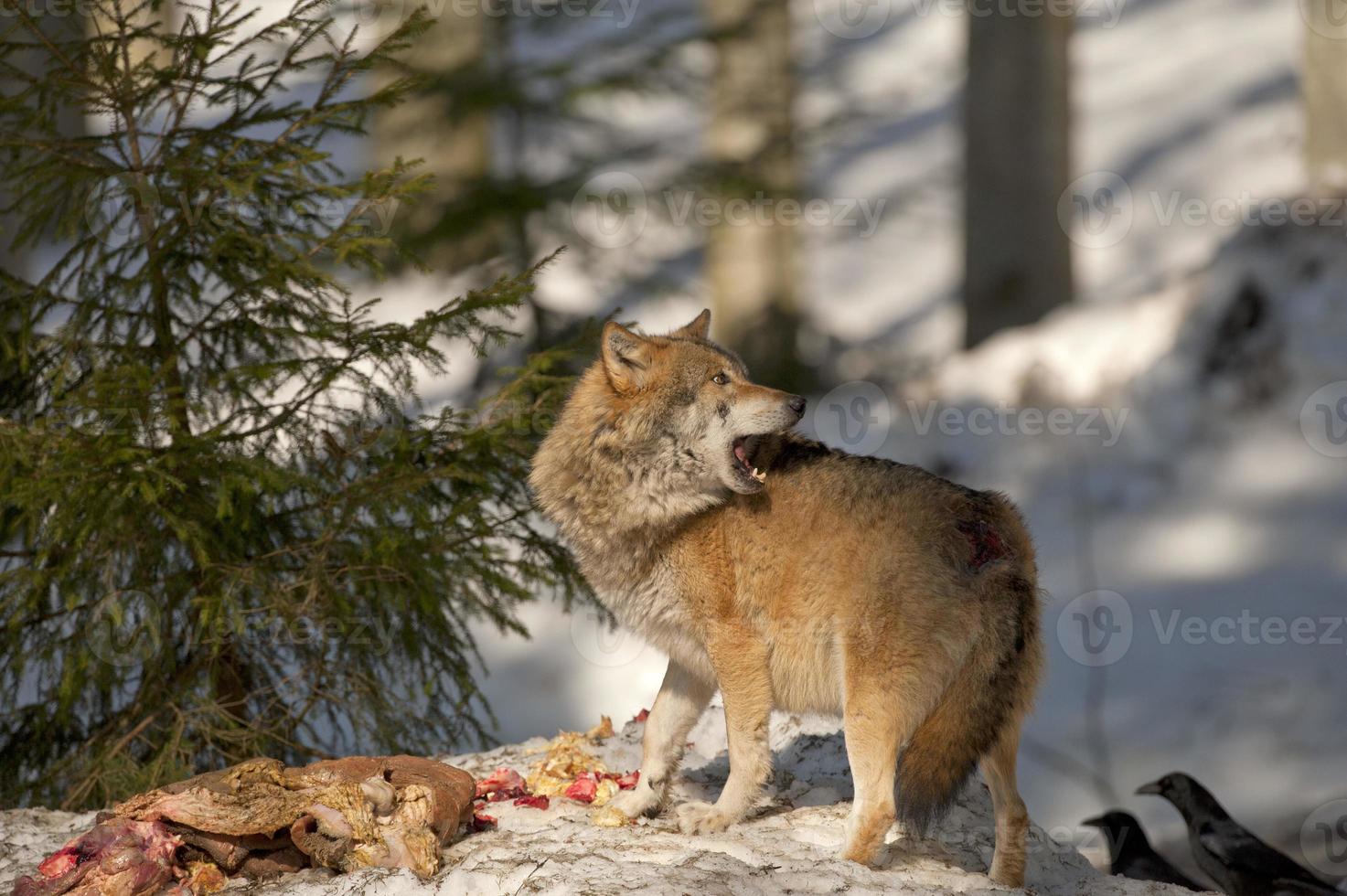 A grey wolf isolated in the snow while looking at you photo