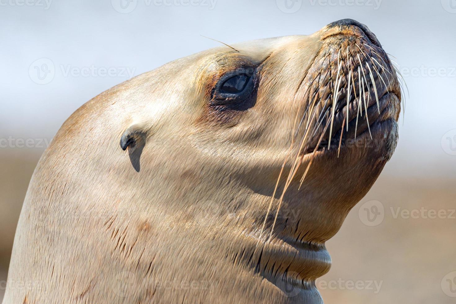 sea lion seal on the beach close up portrait photo