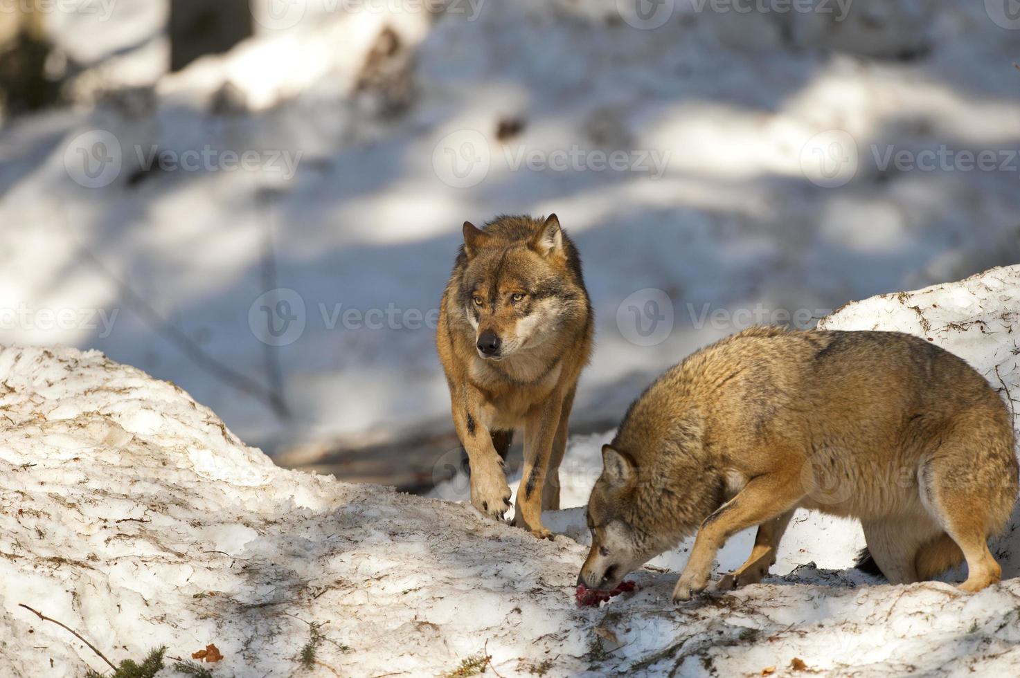 Two grey wolf isolated in the snow while coming to you photo