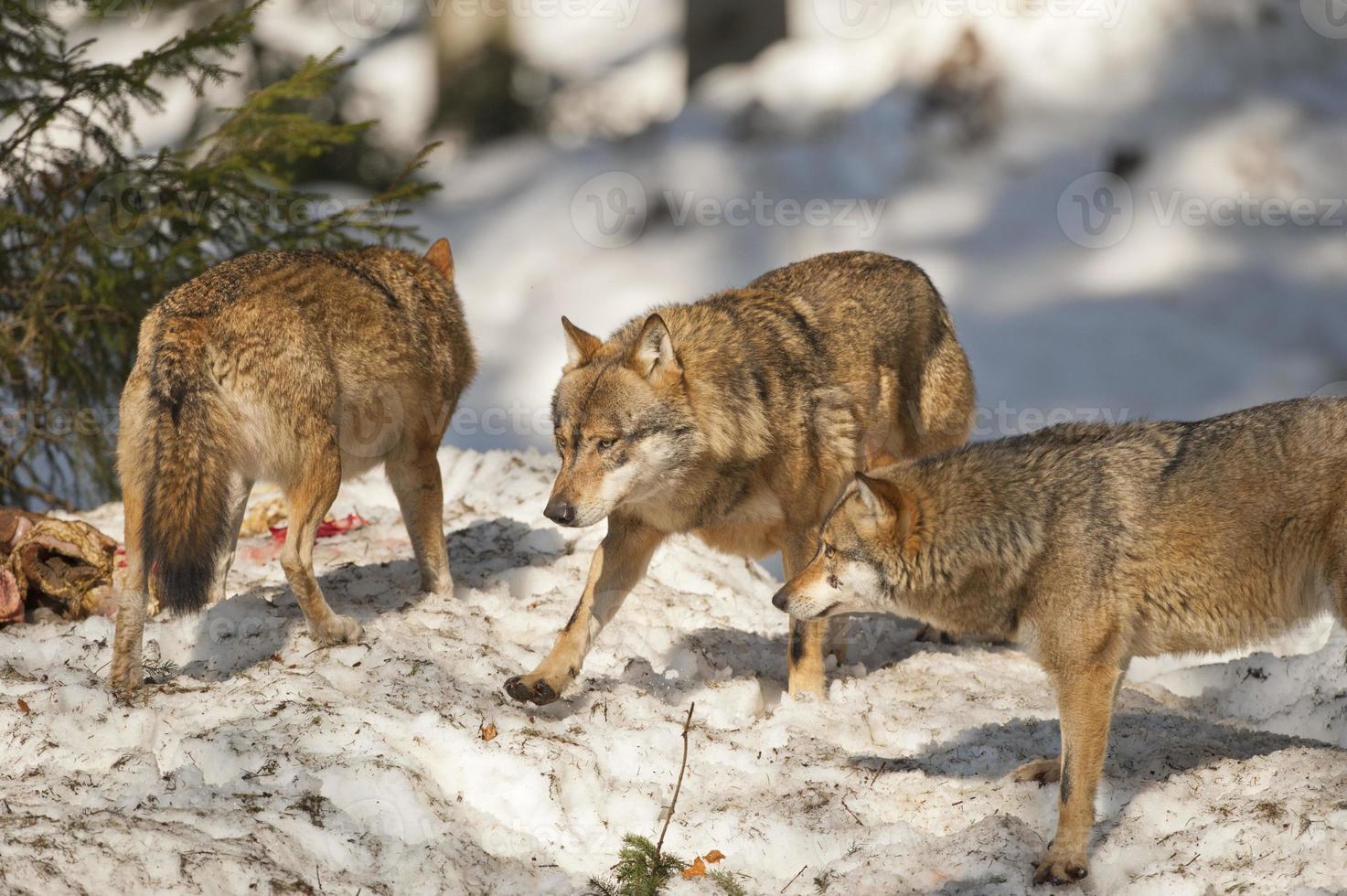 Grey wolf on the snow background photo