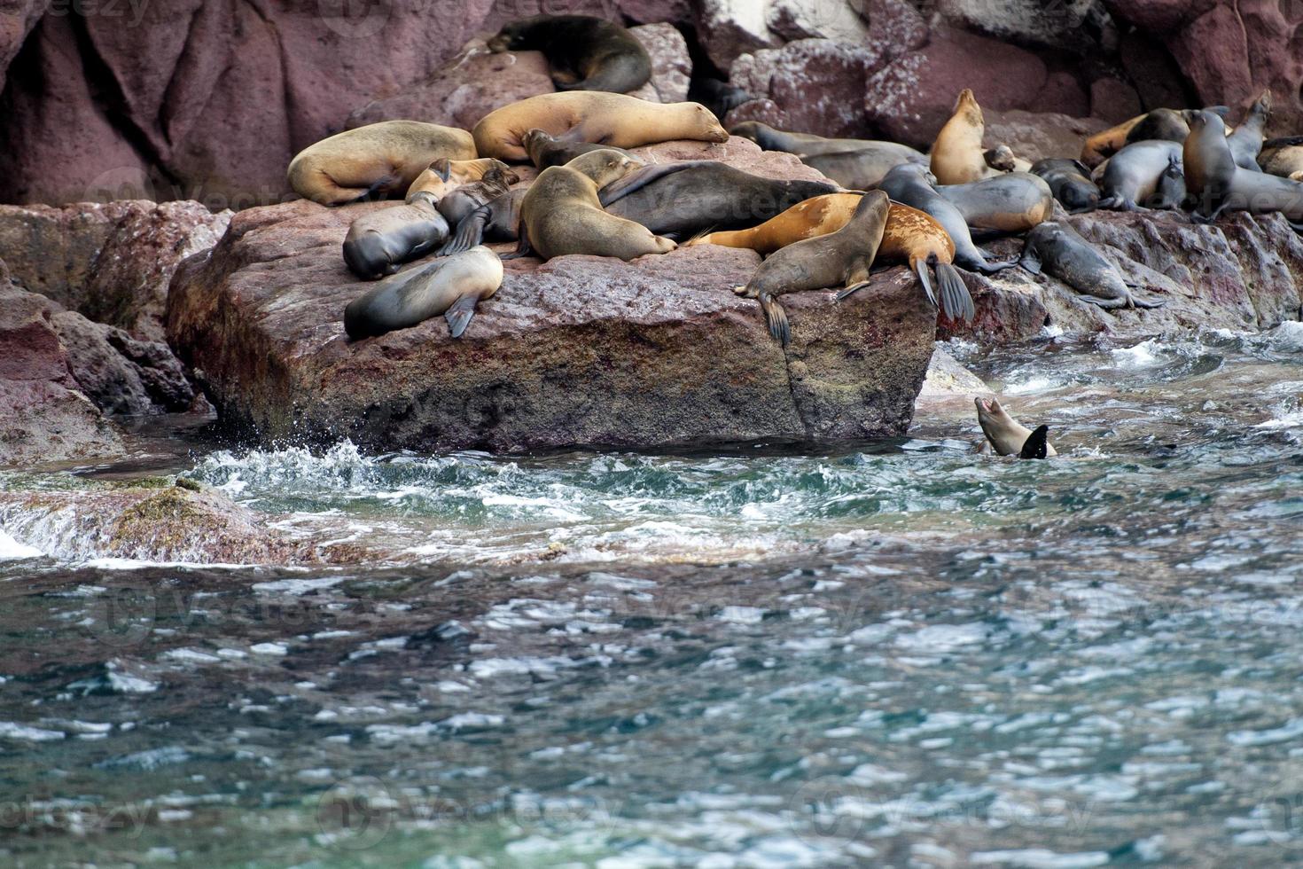 sea lion seals relaxing photo