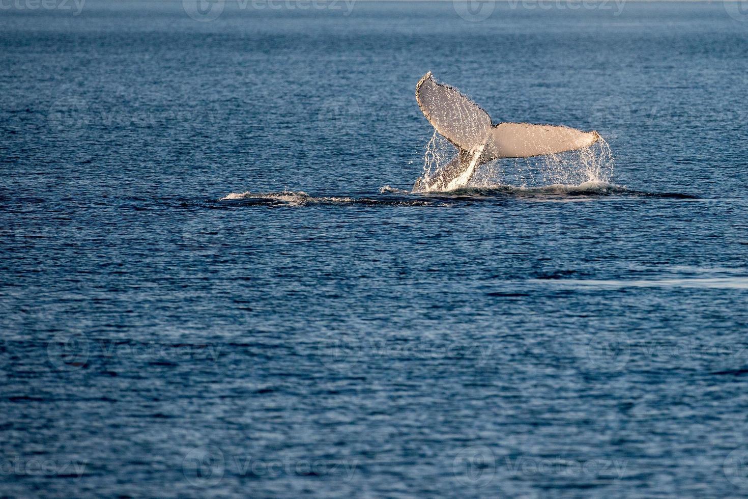 Humpback whales swimming in Australia photo