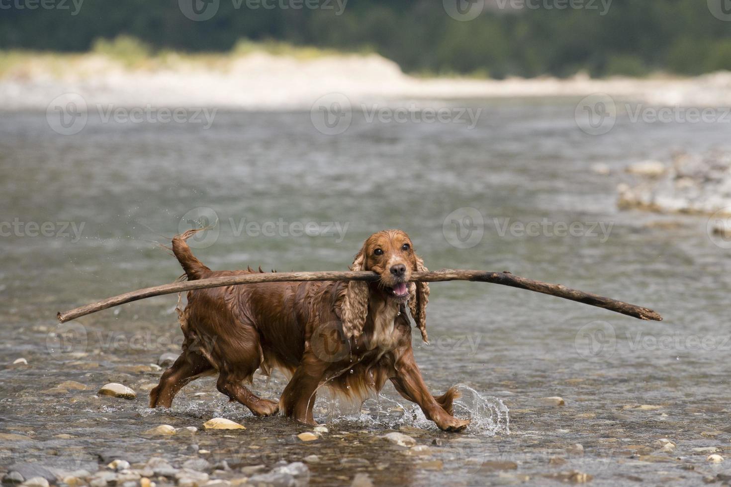 Puppy dog cocker spaniel photo